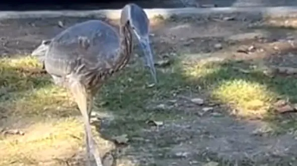 فیلم صحنه‌ های شکار وحشیانه حواصیل آبی؛ از ماهی‌ های آبزی تا موش‌ های زمینی!