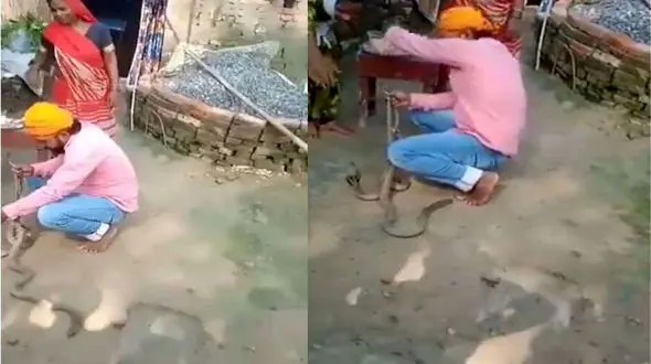 حمله مرگبار مار کبرا در نمایش خیابانی به یک زن / همه فرار کردند + فیلم