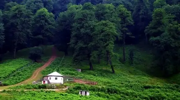 برگ‌ های درختان شمال و راز طلای شگفت‌ انگیز آنها