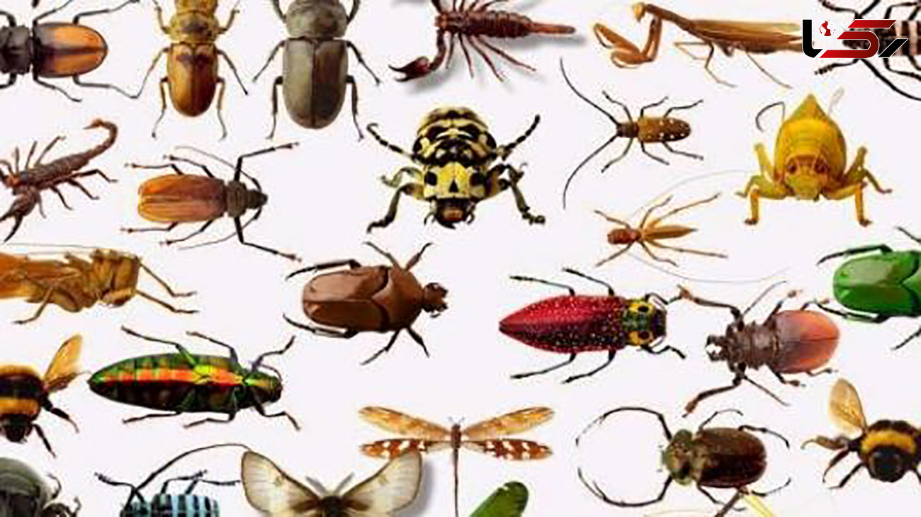چطور با حشرات خانگی مبارزه کنیم؟ + عکس 