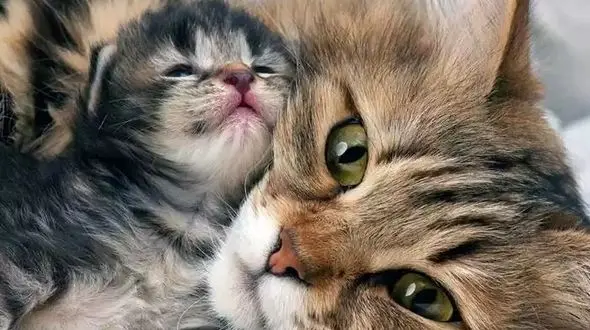 فیلم/ بچه گربه ای که سرپرستش آزارش میداده اکنون نجات پیدا کرده، و این گربه مادر او را به سرپرستی گرفته است/ مثل گربه‌ها عشق و مهربانی ببخش