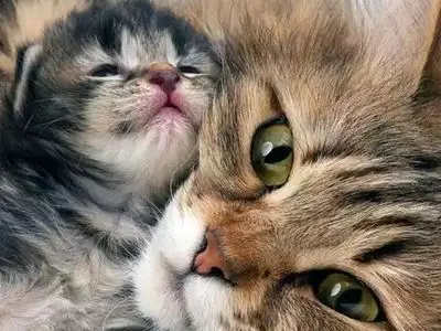 فیلم/ بچه گربه ای که سرپرستش آزارش میداده اکنون نجات پیدا کرده، و این گربه مادر او را به سرپرستی گرفته است/ مثل گربه‌ها عشق و مهربانی ببخش