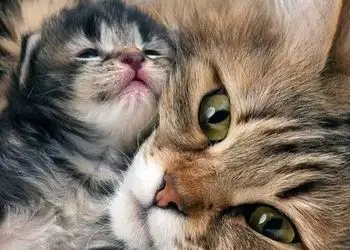 فیلم/ بچه گربه ای که سرپرستش آزارش میداده اکنون نجات پیدا کرده، و این گربه مادر او را به سرپرستی گرفته است/ مثل گربه‌ها عشق و مهربانی ببخش