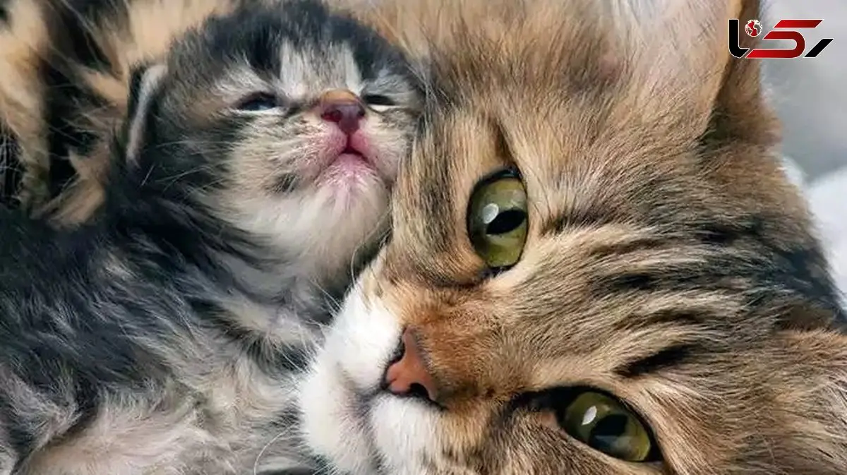 فیلم/ بچه گربه ای که سرپرستش آزارش میداده اکنون نجات پیدا کرده، و این گربه مادر او را به سرپرستی گرفته است/ مثل گربه‌ها عشق و مهربانی ببخش