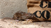 ضربه سنگین موش ها به کشاورزان استرالیا + فیلم 