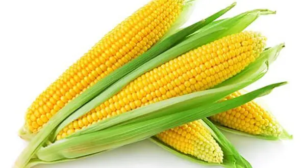 بلال کبابی یا آب پز / کدامیک برای بدن مفید است؟