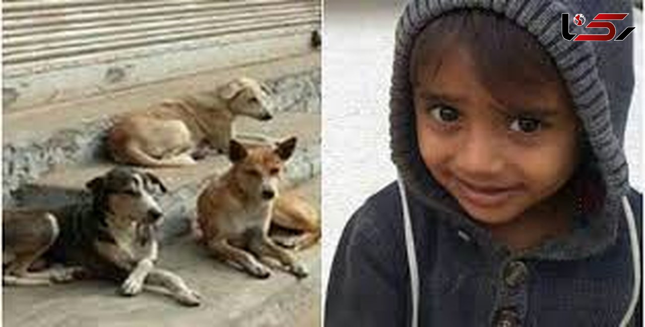 دستور استاندار هرمزگان در خصوص کودکی که خوراک سگ های وحشی شد + عکس 