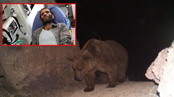 حمله خرس وحشی به مرد دامدار نکایی + عکس 
