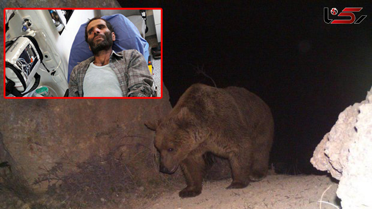 حمله خرس وحشی به مرد دامدار نکایی + عکس 