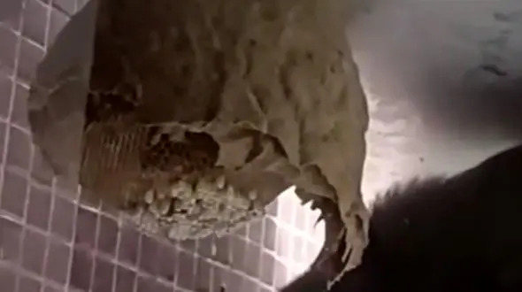 فیلم مهارت میمون شکمو برای بدست آوردن عسل