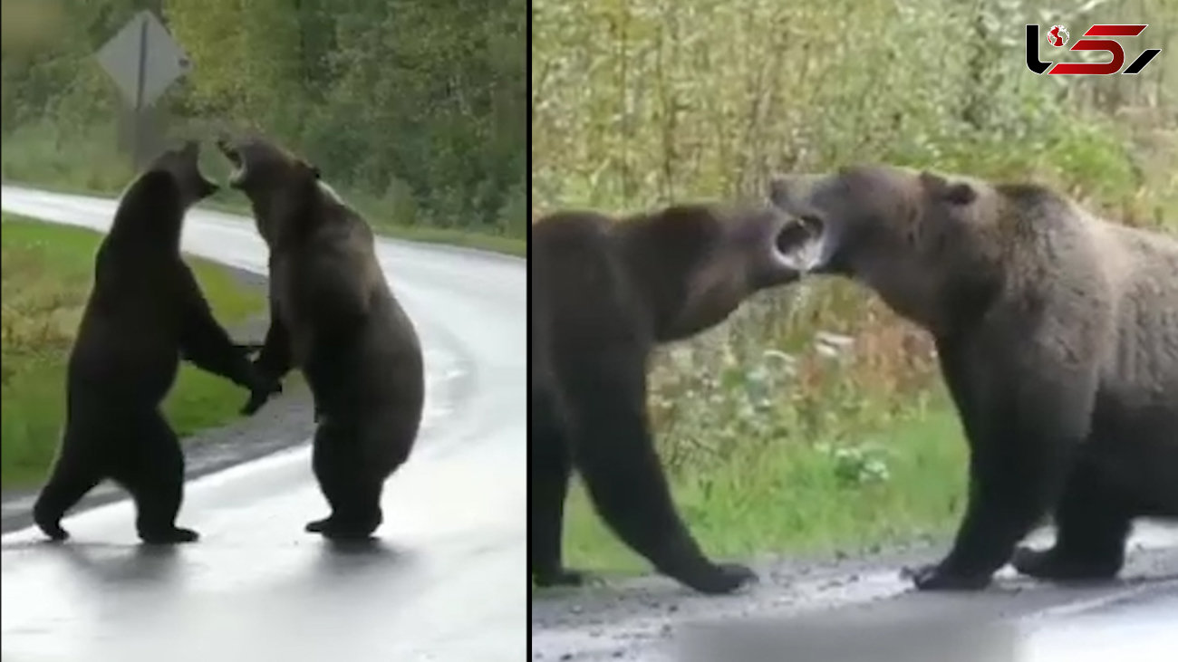 جدال دو خرس گریزلی با یکدیگر  وسط جاده ! + فیلم 