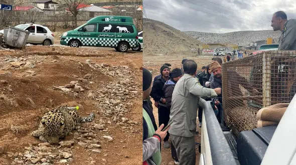 زنده گیری پلنگ سرگردان دماوند + فیلم