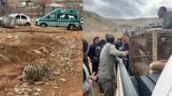 زنده گیری پلنگ سرگردان دماوند + فیلم