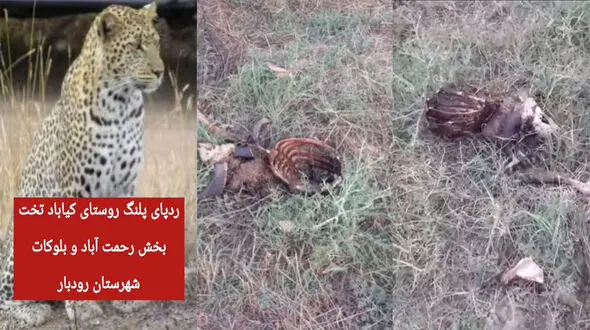 تعقیب ردپای پلنگ گرسنه در رودبار / روستاییان عصبانی به دنبال انتقام مرگبار هستند + فیلم  و عکس