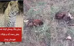 تعقیب ردپای پلنگ گرسنه در رودبار / روستاییان عصبانی به دنبال انتقام مرگبار هستند + فیلم  و عکس