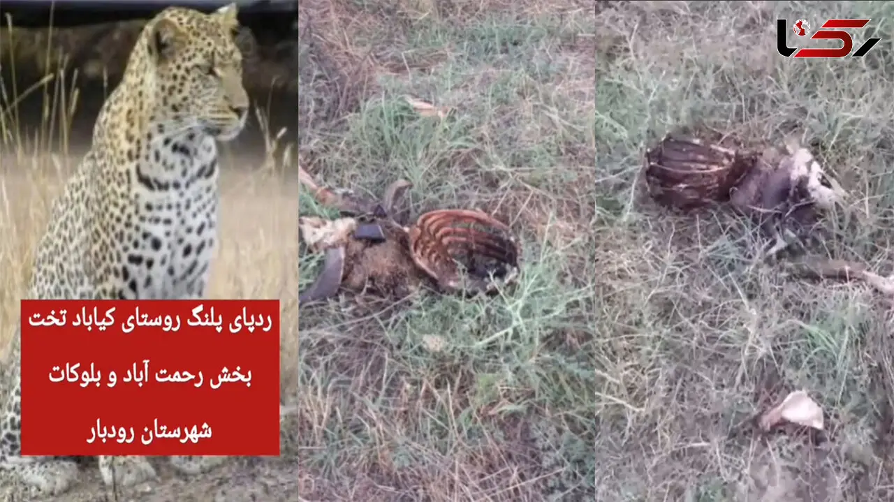 تعقیب ردپای پلنگ گرسنه در رودبار / روستاییان عصبانی به دنبال انتقام مرگبار هستند + فیلم  و عکس