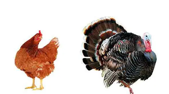 قیمت مرغ و بوقلمون