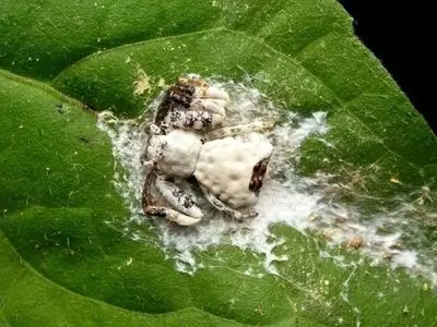 ترفند عجیب عنکبوت برای بقا: شبیه‌ سازی مدفوع پرنده!