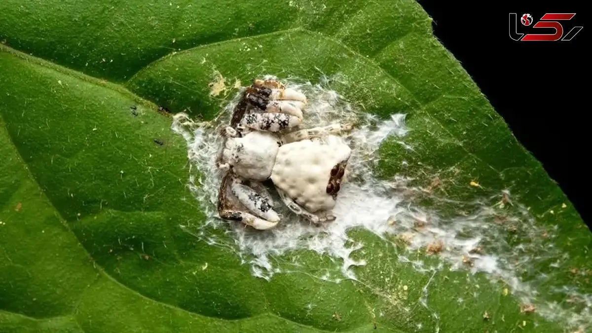 ترفند عجیب عنکبوت برای بقا: شبیه‌ سازی مدفوع پرنده!