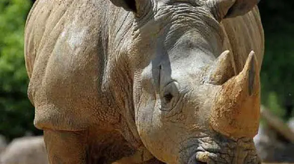 از پیاده روی ببر و فرزندش تا قدرت نمایی کرگدن ها