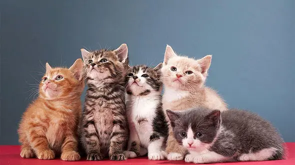 شیطنت‌های بانمک بچه‌گربه‌ها در خانه + فیلم 