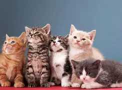 شیطنت‌های بانمک بچه‌گربه‌ها در خانه + فیلم 