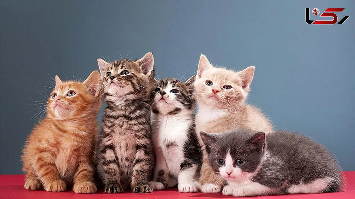 شیطنت‌های بانمک بچه‌گربه‌ها در خانه + فیلم 