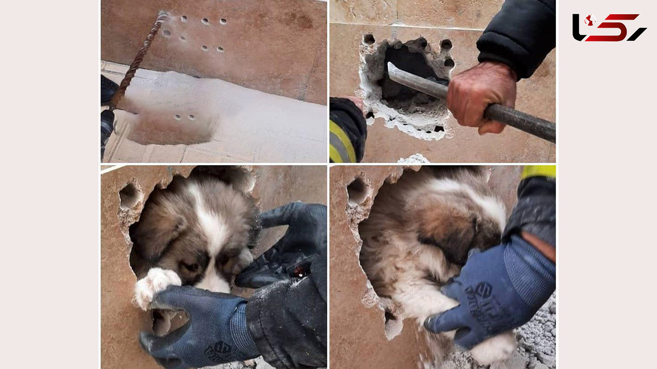 نجات سگ گرفتار در تـبـریـز + عکس