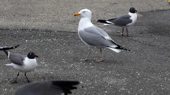لحظه چندش آور بلعیدن موش توسط مرغ دریایی + عکس