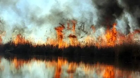 دستگیری عامل آتش زدن نیزارهای تالاب شادگان 