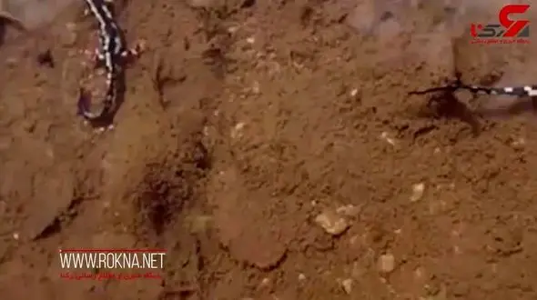 سمندرهای خالدار امپراتور در طبیعت لرستان + فیلم