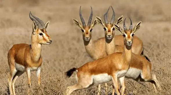 آهوی جبیر به پارک ملی نایبند بازگشت