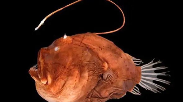 کشف راز نورافشانی زشت‌ترین ماهی دنیا + عکس 