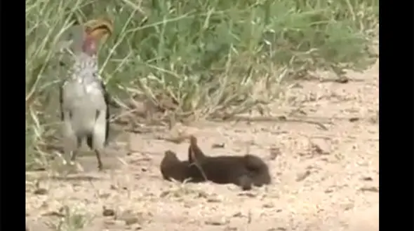 ببینید / اقدام جالب یک راسو هنگام احساس خطر! + فیلم