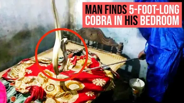 صحنه وحشتناکی که یک مرد در تختخوابش دید + فیلم