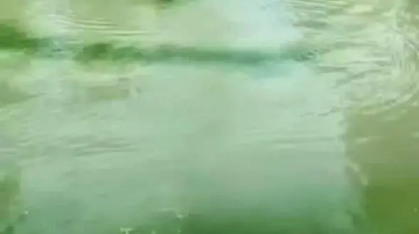 ببینید / فرار زیرکانه اردک از چنگال ببر + فیلم 