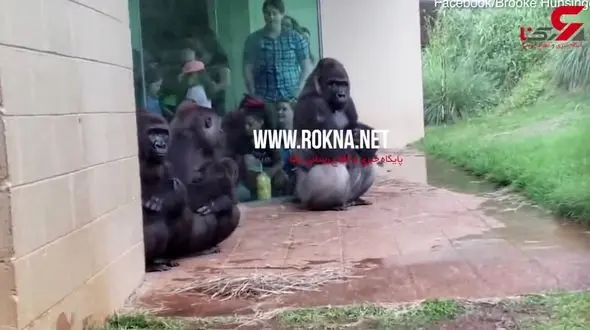 واکنش جالب گوریل ها به باران+فیلم