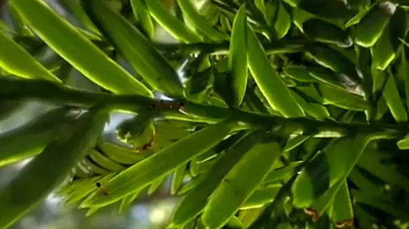 سفر به اعماق برگ / فیلم