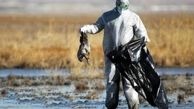 تصمیم خطرناک سازمان محیط زیست/ آنفلوانزای پرندگان تهدیدمان می‌کند