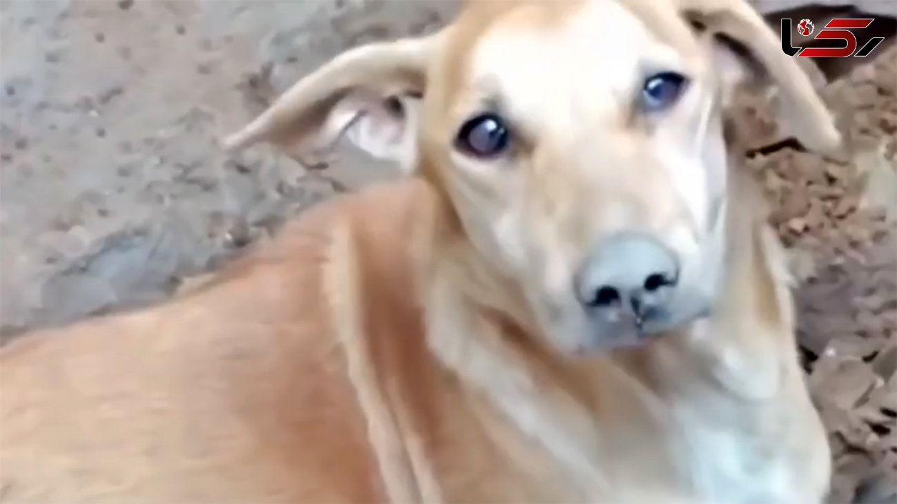 ببینید / لحظه شیرین تلاش جانانه یک سگ برای نجات توله‌ هایش از زیر آوار زلزله ترکیه + فیلم