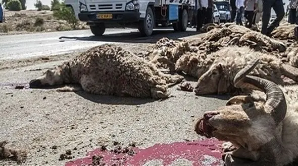 آخرین حمله خونین گرگ ها در اهر