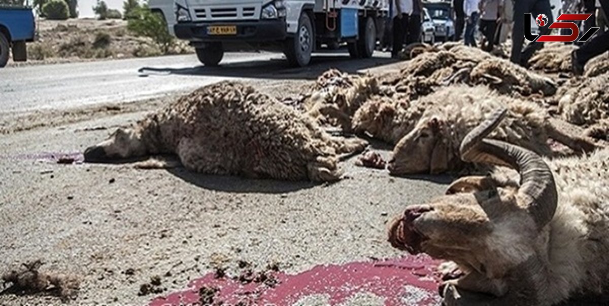 آخرین حمله خونین گرگ ها در اهر