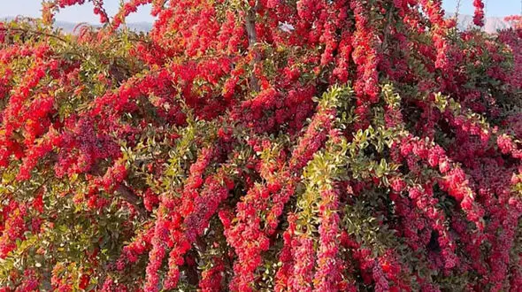 فال روزانه جمعه 20 شهریور ماه