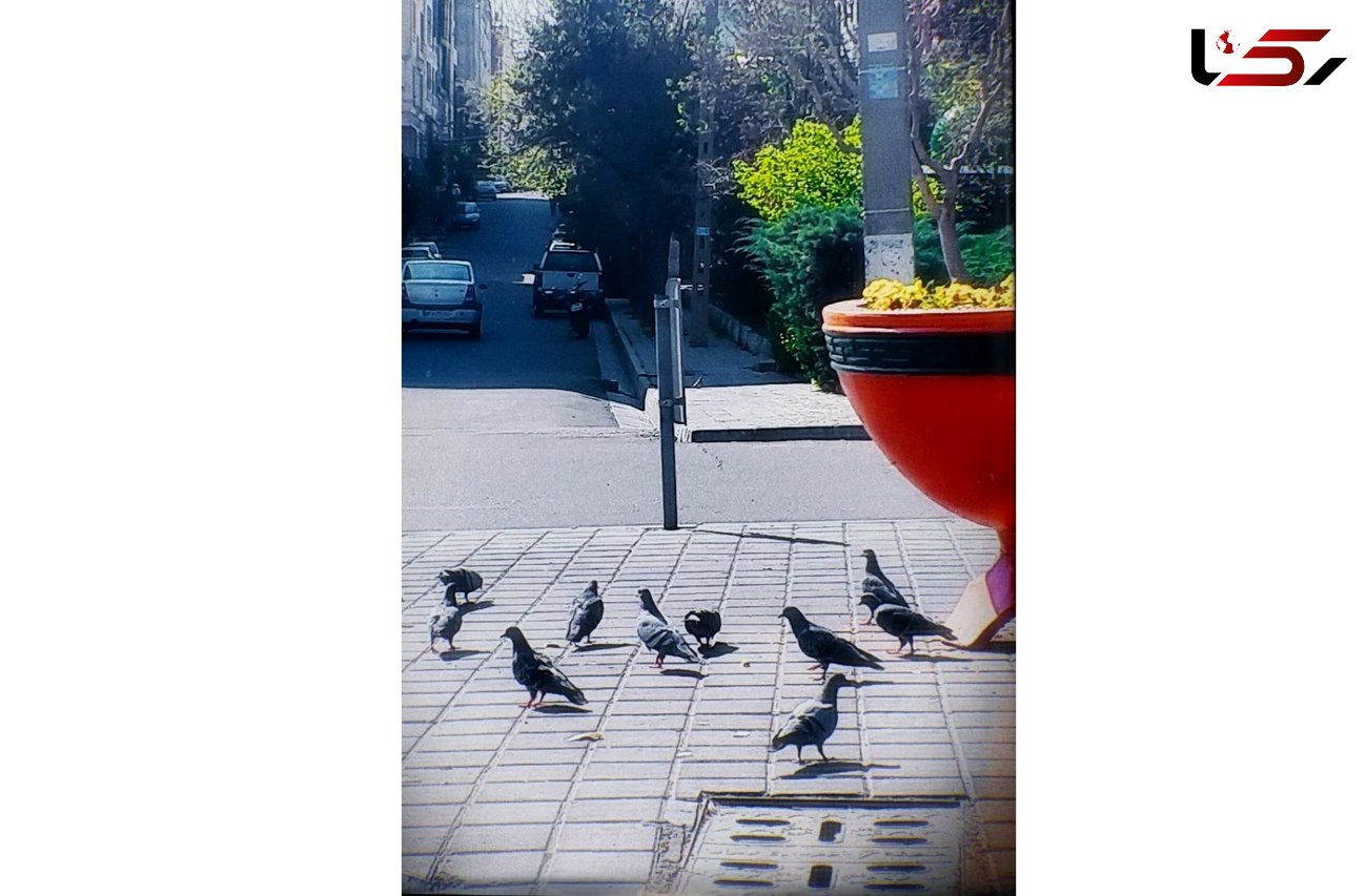 شیوع کبوتر بازی در شهر تهران/ جامعه ناامید،به غذا دادن به حیوانات پناه آورده /مدیریت شهری خودش را به خواب زده 