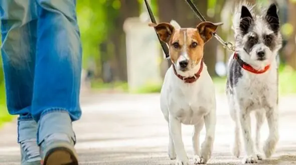 نگهداری از سگ و گربه در منازل خودداری کنید