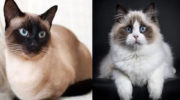 فیلم دیدنی از حمله چند کلاغ به گربه شکارچی / فرار خنده دار