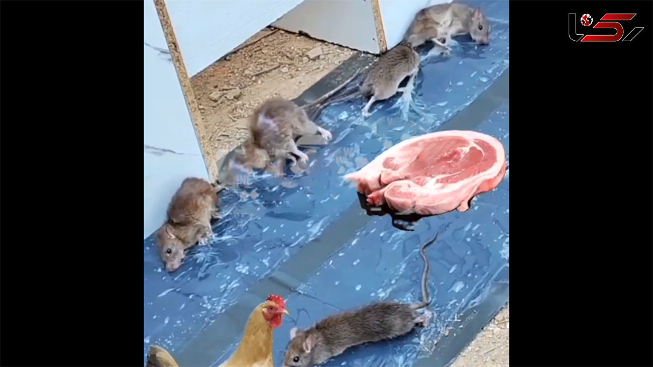 ببینید/ حال تلخ موش ها پس از گیر افتادن در تله چسبناک!  + فیلم