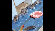 ببینید / حال و روز تلخ موش‌ها بعد از گیر افتادن روی تله چسبی! + فیلم