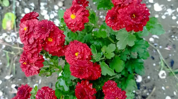 فال کلی + فیلم