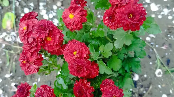 فال کلی + فیلم